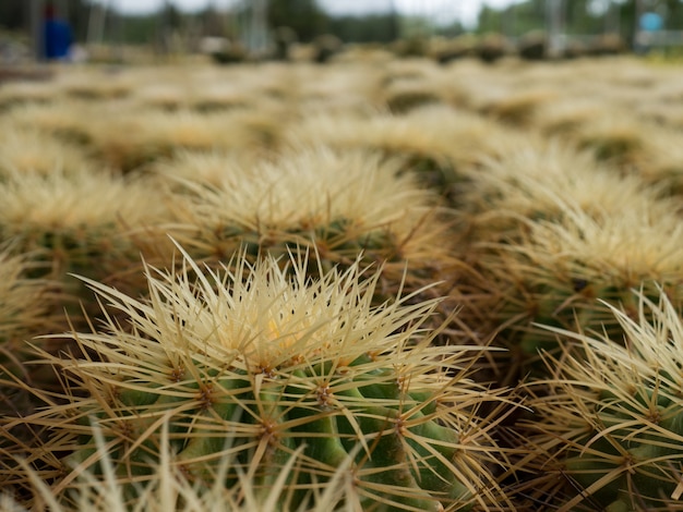 Foto cactus doorn en bloem