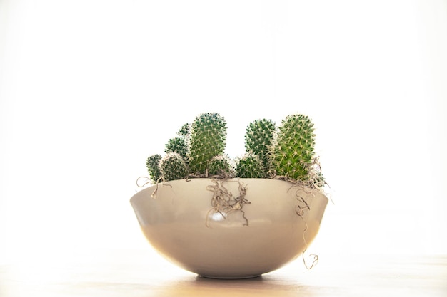 cactus doornige plant vetplanten groenblijvende kamerbloem in een bloempot op tafel kopieer ruimte