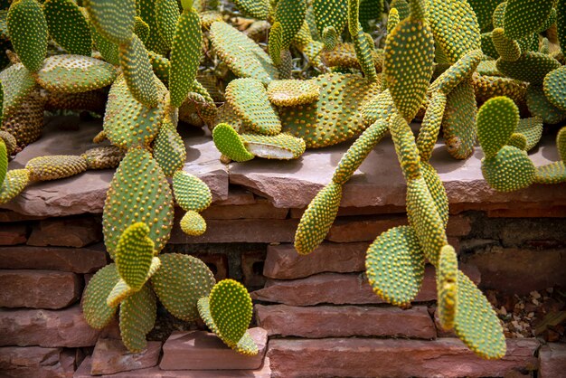 cactus (Echinocactus grusonii) cluster. bekende soorten cactus.