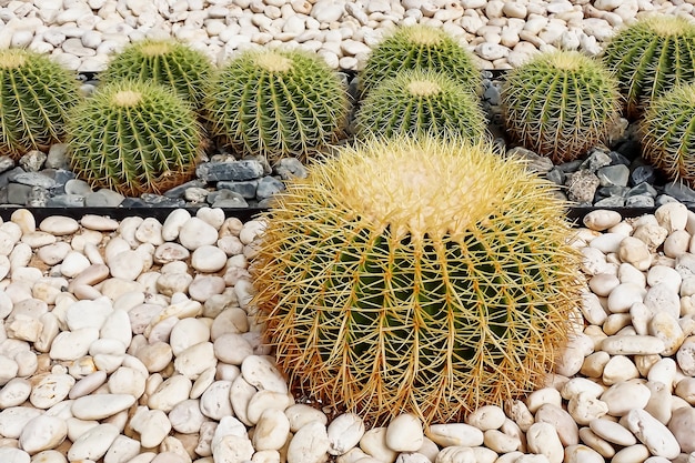 Кактус Echinocactus grusonii в саду.