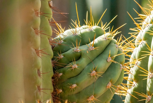 Cactus en Aloë Vera in de Majorelletuin in Marrakech, Marokko