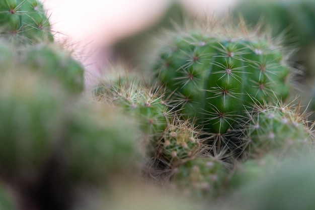 Cactus en Cactusbloemen populair voor decoratief