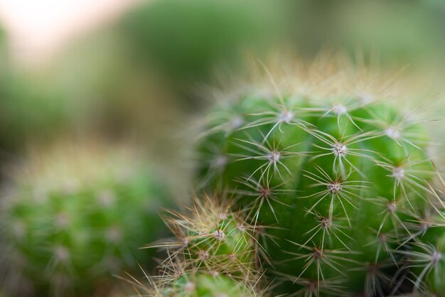 Foto cactus en cactusbloemen populair voor decoratief