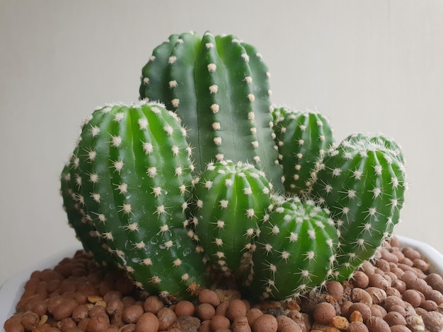 Cactus en Cactusbloemen populair voor decoratief