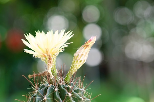 Cactus en gele bloem in een pot met natuur bokeh achtergrond. Echinofossulocactus Phyllacanthus Lawr. in Loudon.