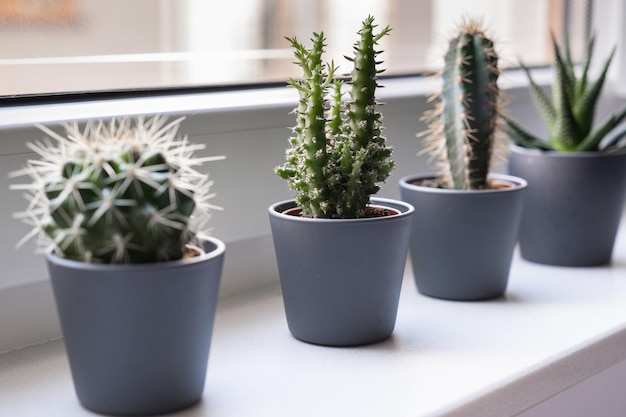 Cactus en sappige, groene huisplanten.