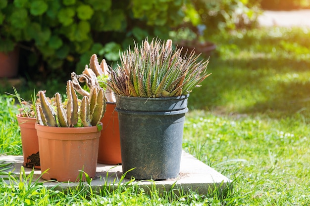 Cactus en succulente groep in pot buiten in de tuin. leuke woestijn tropische plant. diverse cactus. veel cactussen.