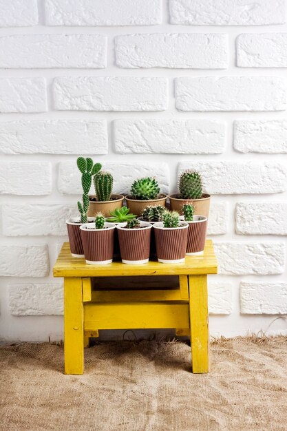 Cactus- en vetplantencollectie in papieren bekers op kleine gele tafel