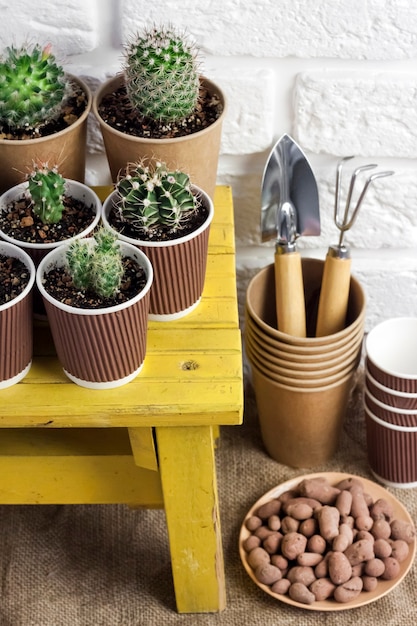 Cactus- en vetplantencollectie in papieren bekers op kleine gele tafel