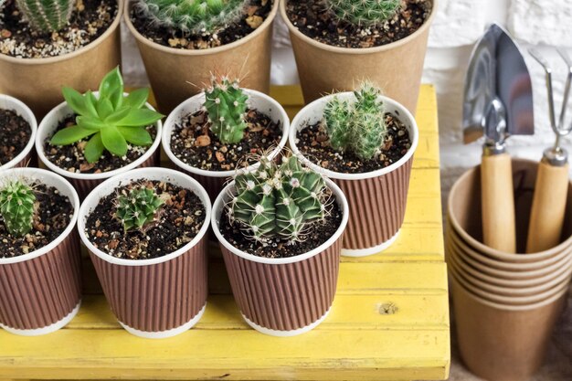 Cactus- en vetplantencollectie in papieren bekers