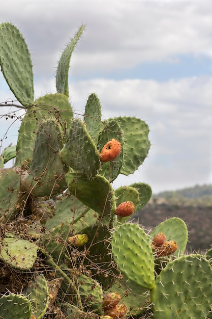 Cactus en zijn fruit close-up