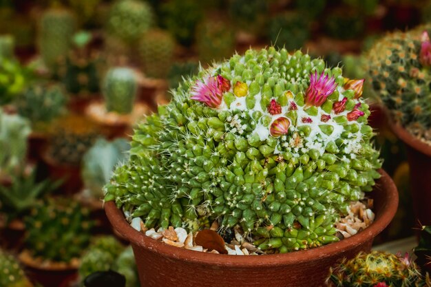 Cactus en zijn roze bloem in de tuin.