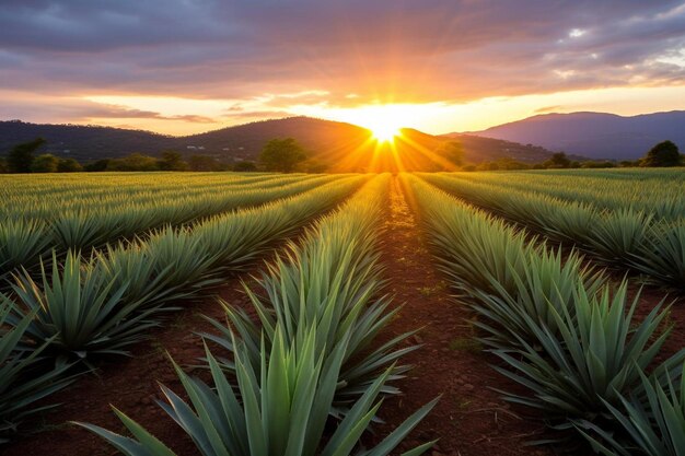 Cactus Euphoria Tequila foto