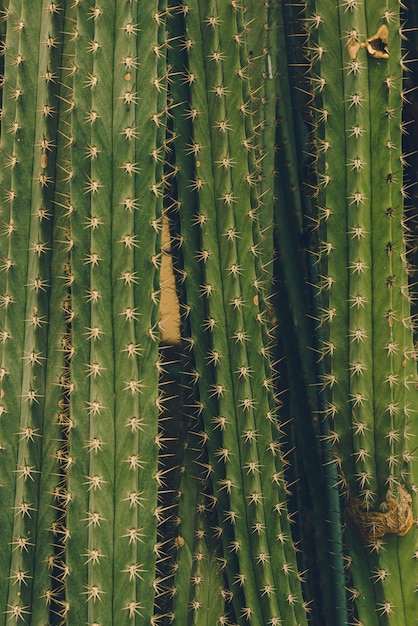 선인장 패션 표면. 예술 디자인 최소한의 Stillife