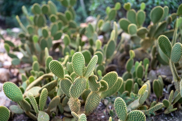 Cactus field on mountain slope