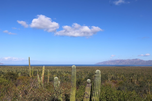 A cactus field with the Pacific Ocean in the distance.