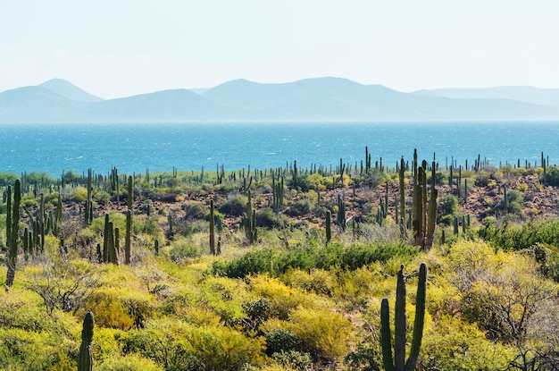 メキシコ、バハカリフォルニアのサボテン畑