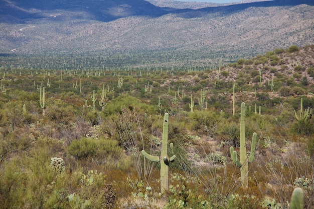 メキシコ、バハカリフォルニアのサボテン畑