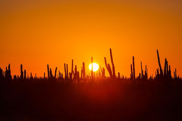 Campi di cactus in messico, bassa california