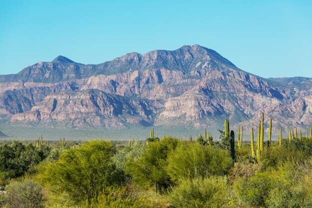 山、メキシコのサボテン畑