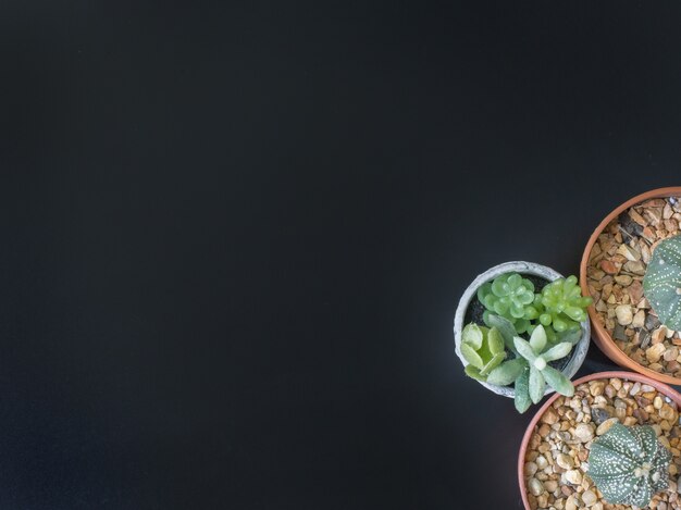 Cactus flat lay on black floor background.