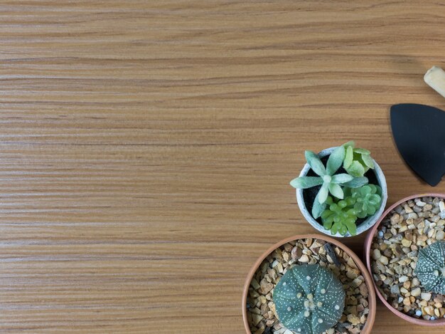  Cactus flat lay on wood floor background.