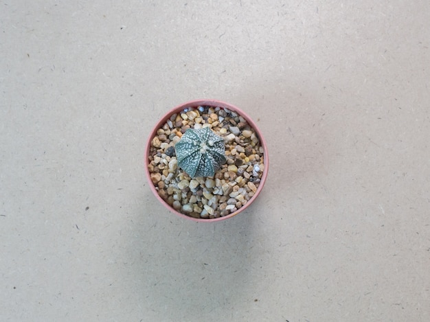  Cactus flat lay on wood floor background.