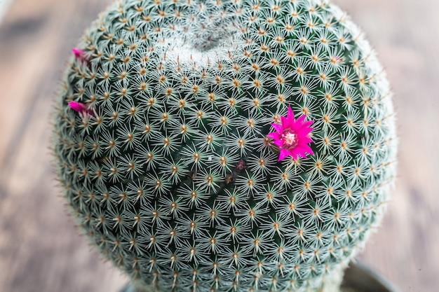 Cactus flower, Beautiful blooming wild desert