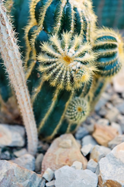 自然な背景としてとげのあるとげを持つ大きな緑の植物のサボテンの花