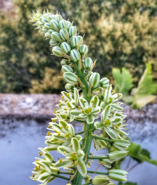 Foto un primo piano del fiore di cactus