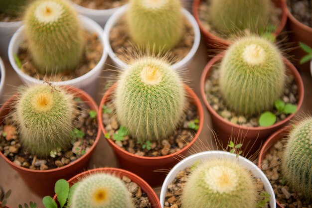 Cactus flower in a cultured farm