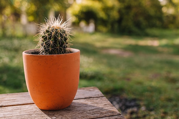 cactus flower in garden