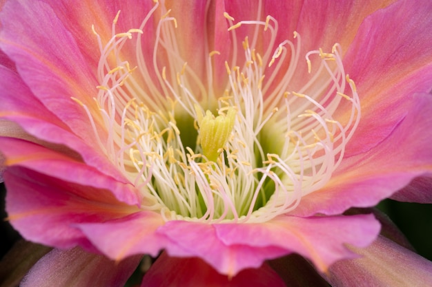 Foto immagini di fiori di cactus bella fioritura in colorato.