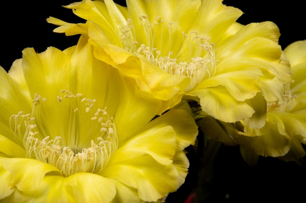 Foto immagini di fiori di cactus bella fioritura in colorato.