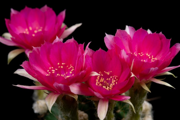 Foto immagini di fiori di cactus bella fioritura in colorato.