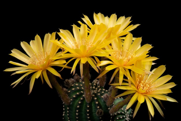 Foto immagini di fiori di cactus bella fioritura in colorato.