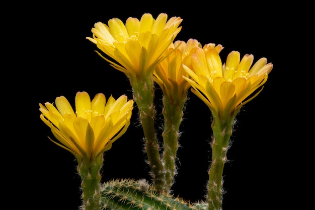 Foto immagini di fiori di cactus bella fioritura in colorato.