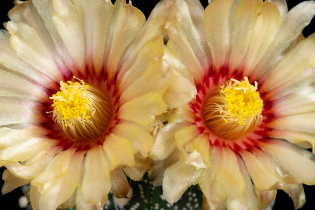 Foto immagini di fiori di cactus bella fioritura in colorato.