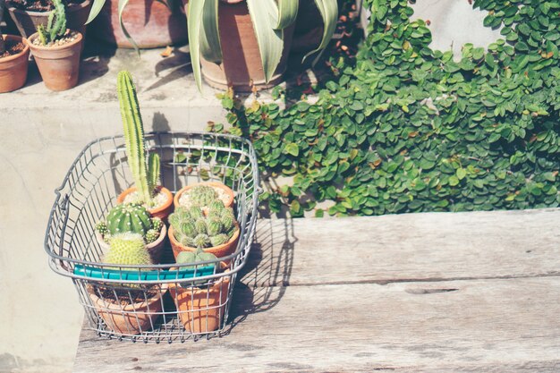 cactus flower pot in cafe