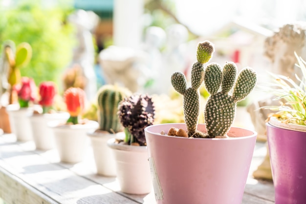 cactus flower in pot