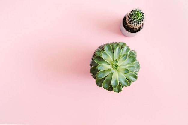 Cactus flower and succulent flower flat lay