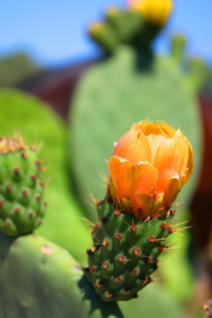 Photo cactus flower