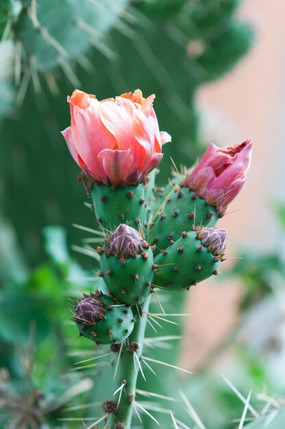 Photo cactus flower