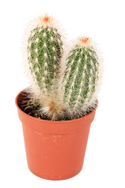 Cactus in flowerpot isolated on white background