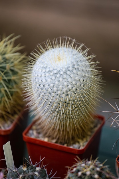 Cactus in a flowerpot outdoors closeup