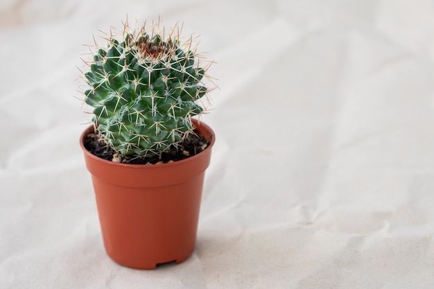 植木鉢のサボテン。しわくちゃの紙の上の鍋に小さな観葉植物