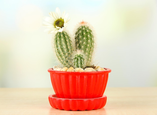 Foto cactus in vaso con fiore sulla tavola di legno