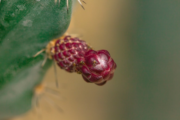 サボテンの花は紫色です。