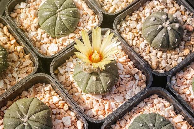 Цветы кактуса, Astrophytum asterias с желтым цветком цветут на горшке, суккулент, кактусы, кактусы, дерево, засухоустойчивое растение.