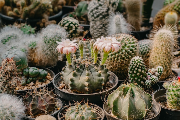 Цветы кактуса, Gymnocalycium sp. с двумя розовыми и белыми цветками цветет на горшке, суккуленте, кактусах, кактусах, дереве, засухоустойчивом растении.